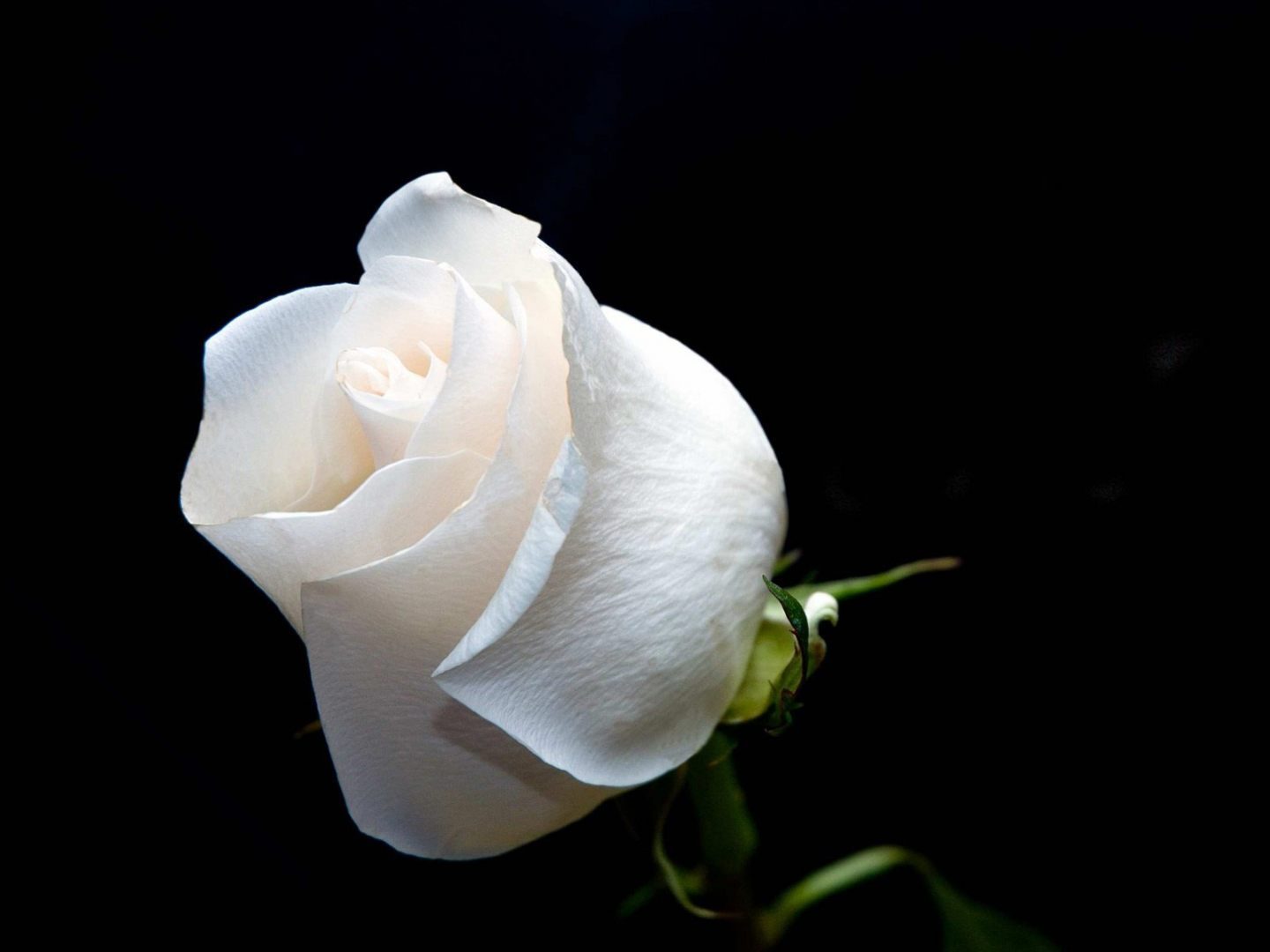 http://www.portalrosas.com/Imagenes/flor-de-rosa-blanca.jpg