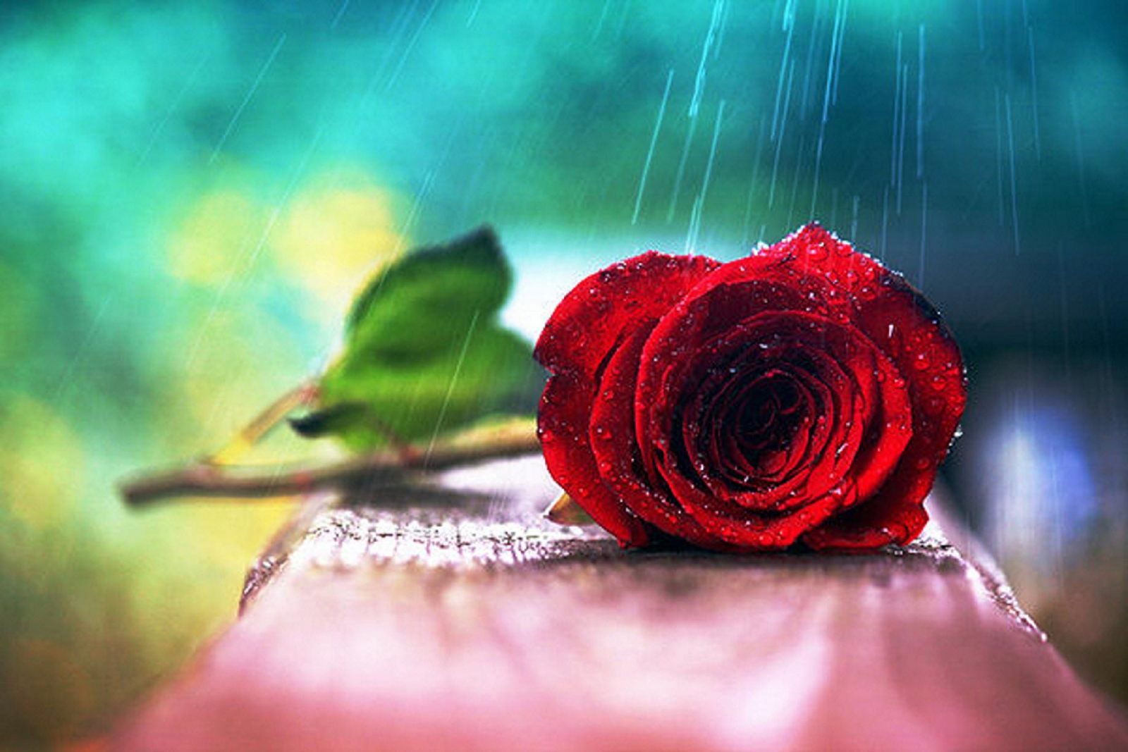 Foto artística de una rosa