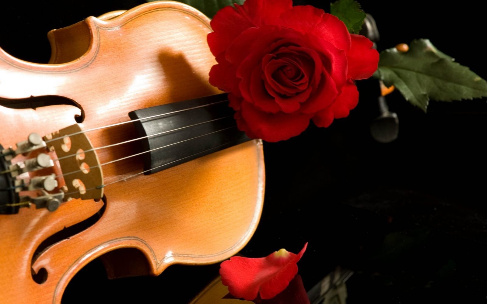 Las rosas y la música