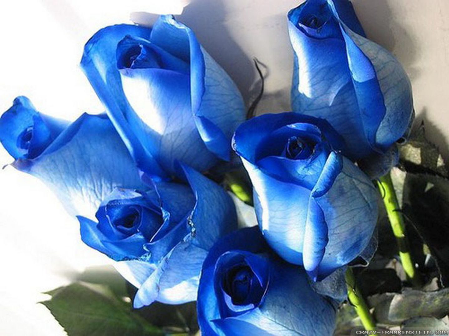Ramos de rosas azules
