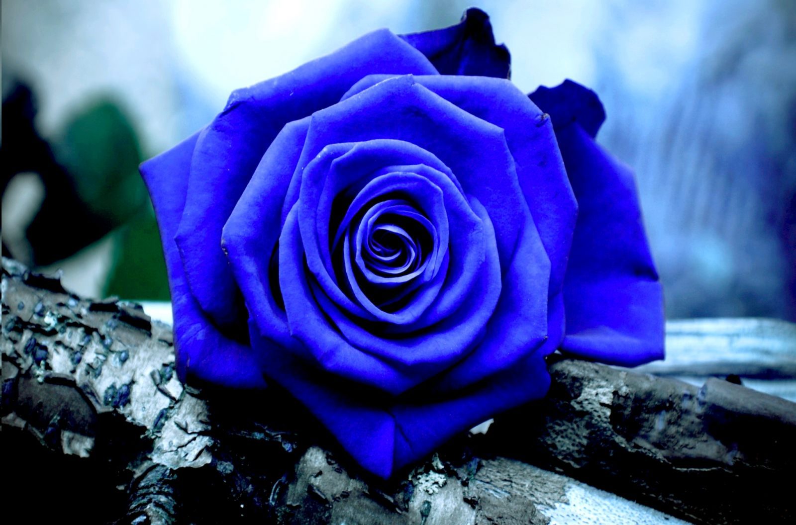 Rosa azul silvestre