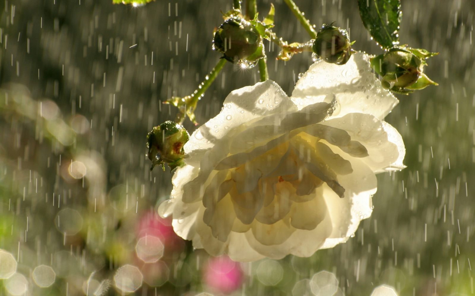 Rosa blanca bajo la lluvia