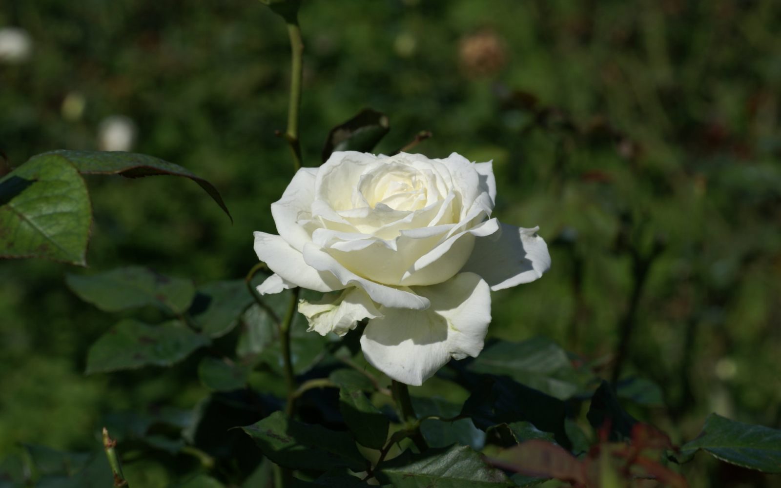 Rosa blanca silvestre