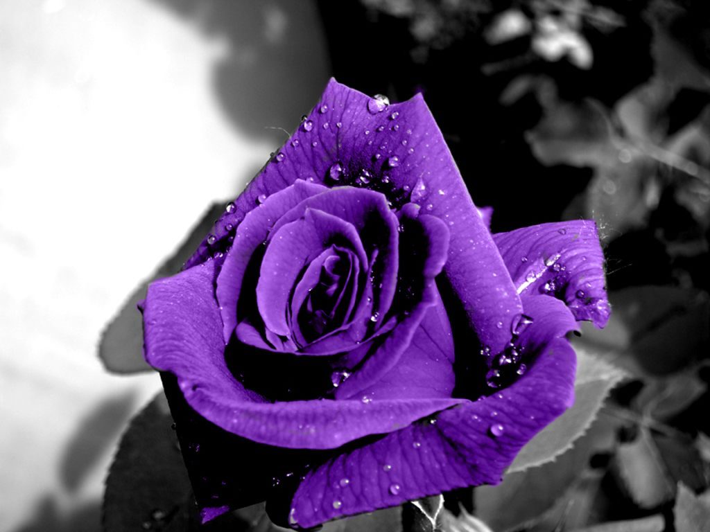 Rosa púrpura en el jardín