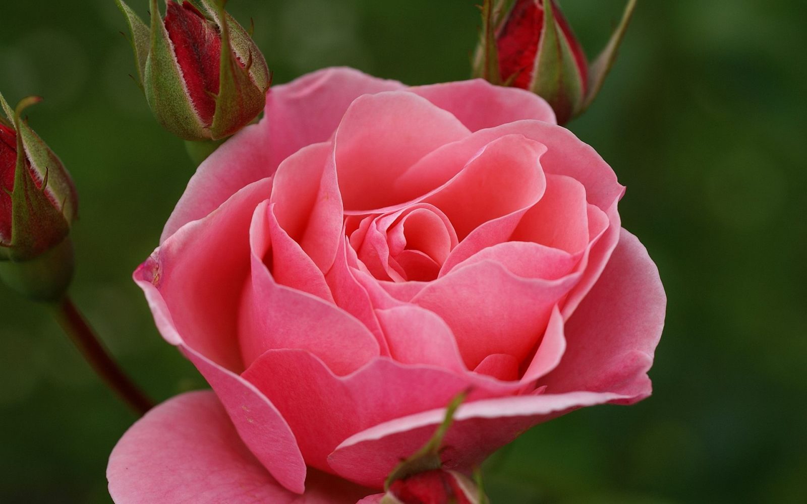 Rosa rosa HD