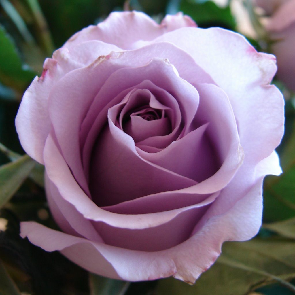 Rosa violeta HD