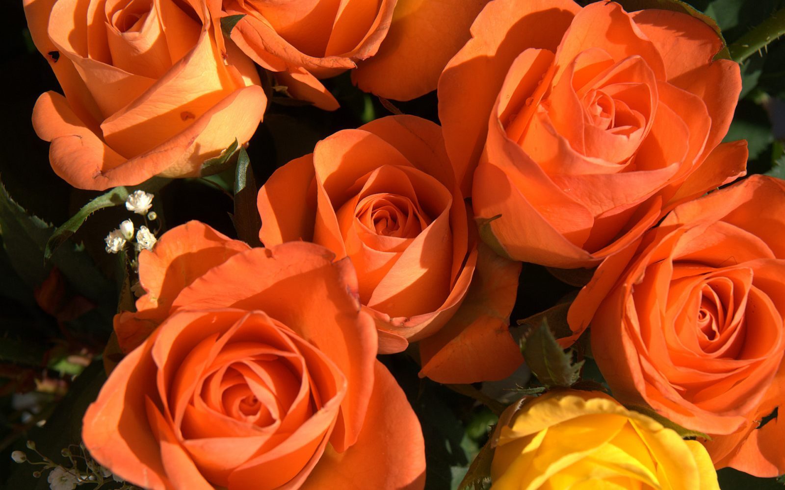 Rosas anaranjadas