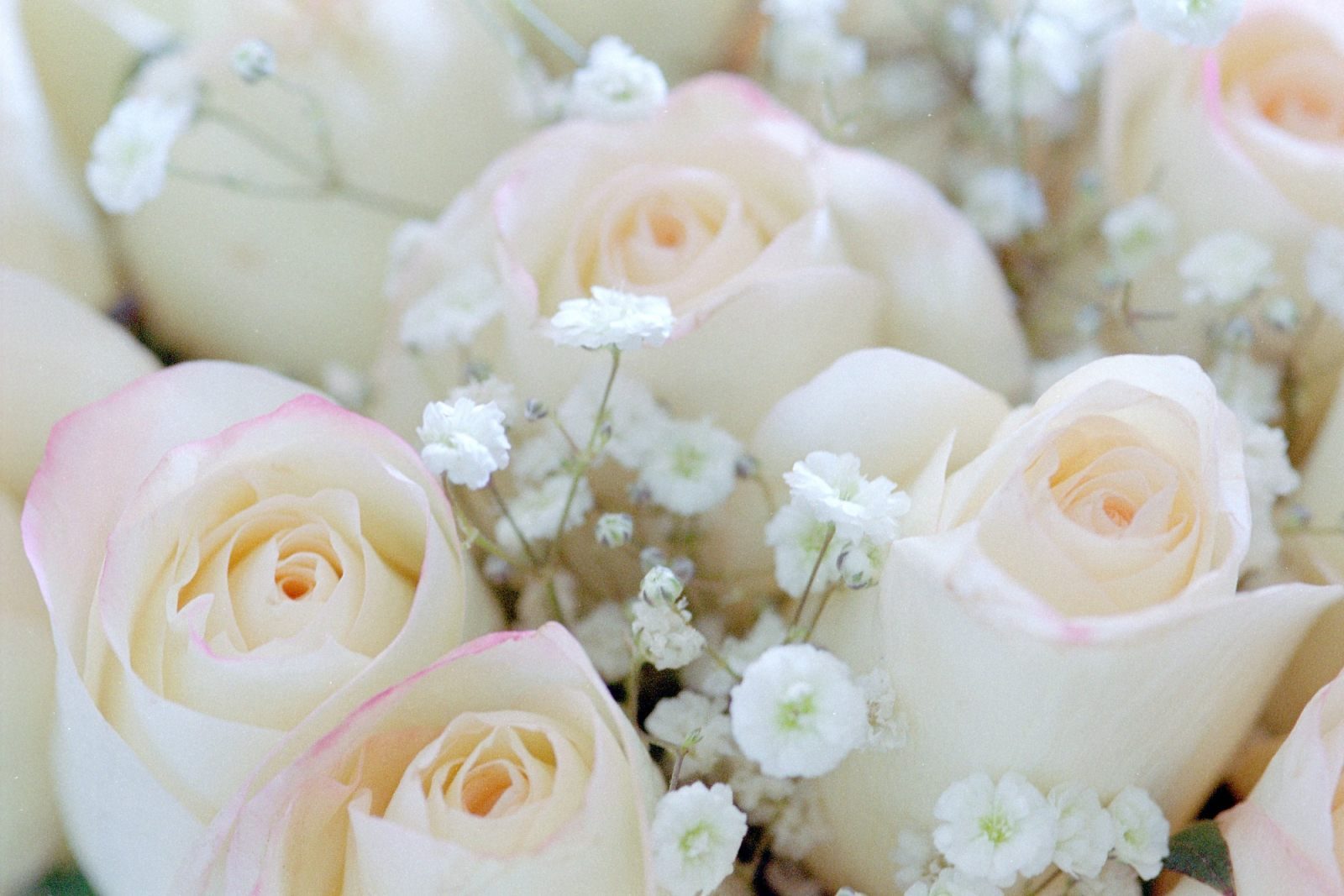 Fondo Fotos De Flores Blancas