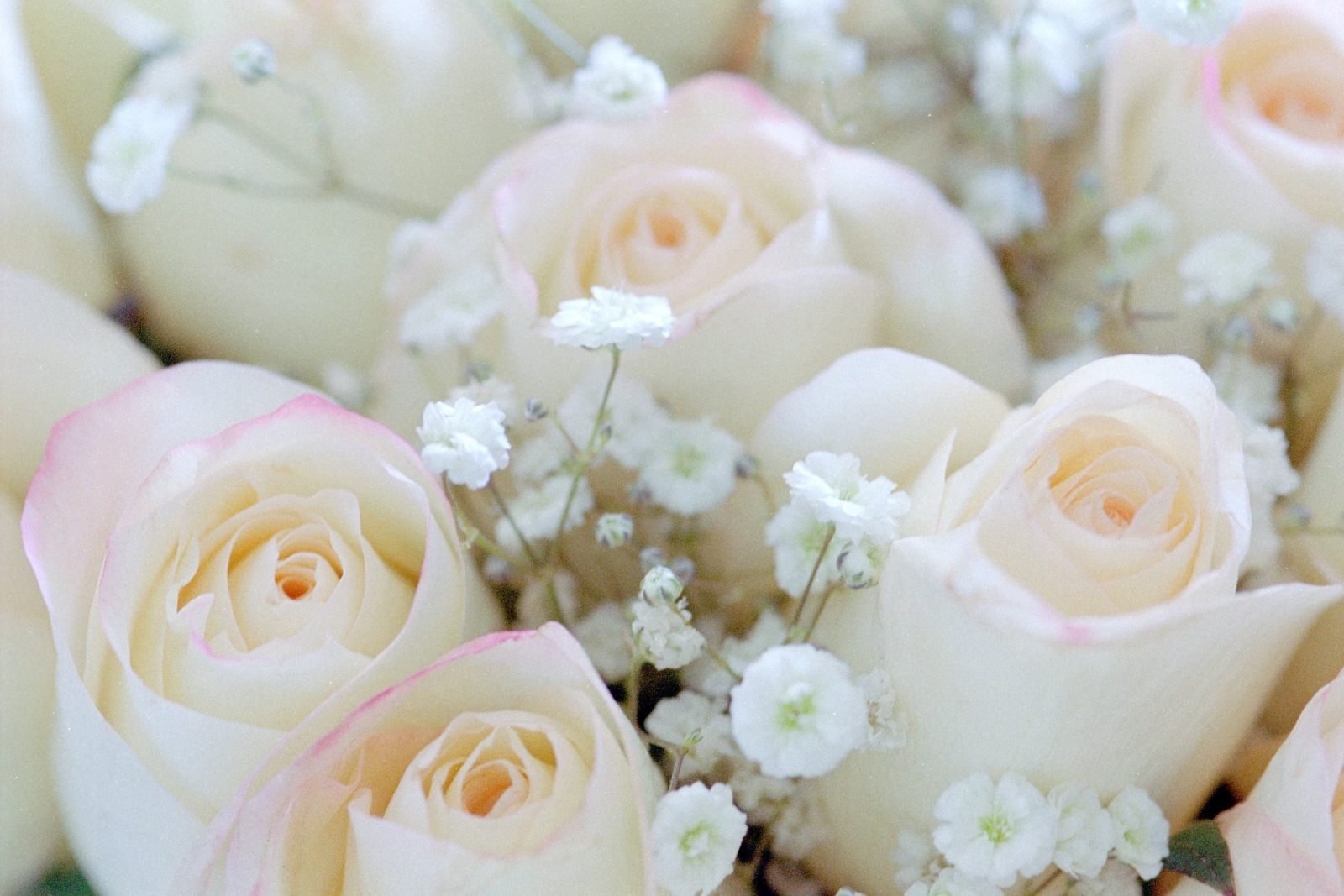 Rosas blancas de boda