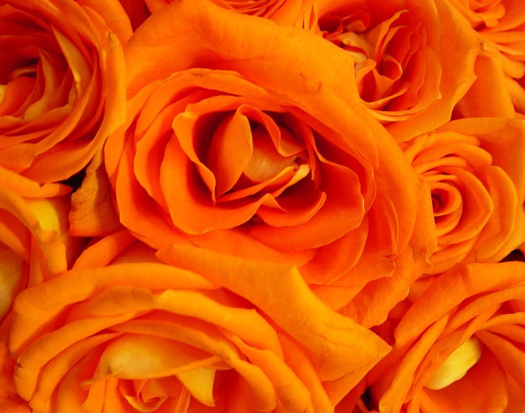 Rosas naranjas artísticas