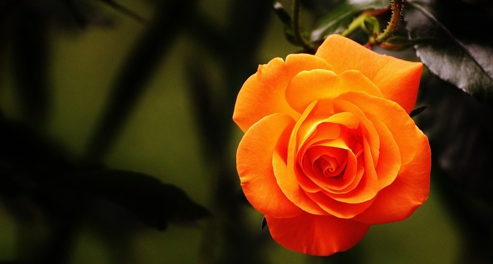 Rosas naranjas HD