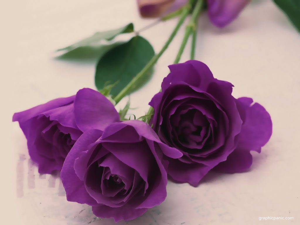 Rosas púrpuras HD