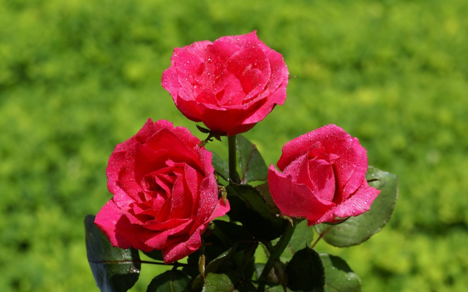 Tres rosas rosadas