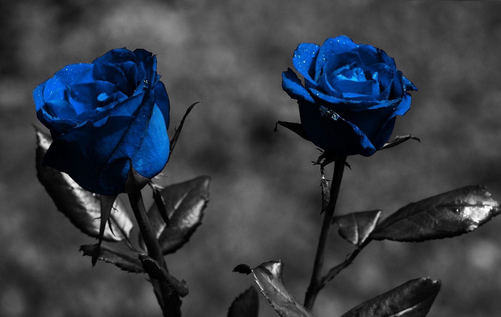 Wallpaper de rosas azules