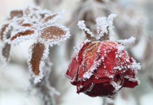 Cuidado de rosales en invierno