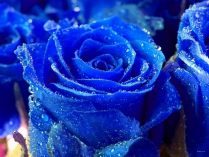 Foto artística de rosas azules