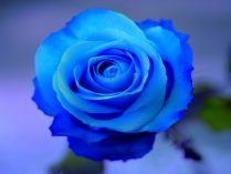 Foto de una rosa azul