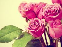 Ramo de rosas rosadas
