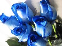 Ramos de rosas azules