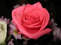 Rosa artística rosa