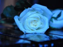 Rosa azul artística