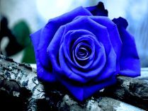 Rosa azul silvestre