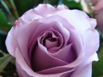 Rosa violeta HD