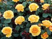 Rosas amarillas silvestres