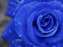 Rosas azules HD