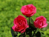 Tres rosas rosadas