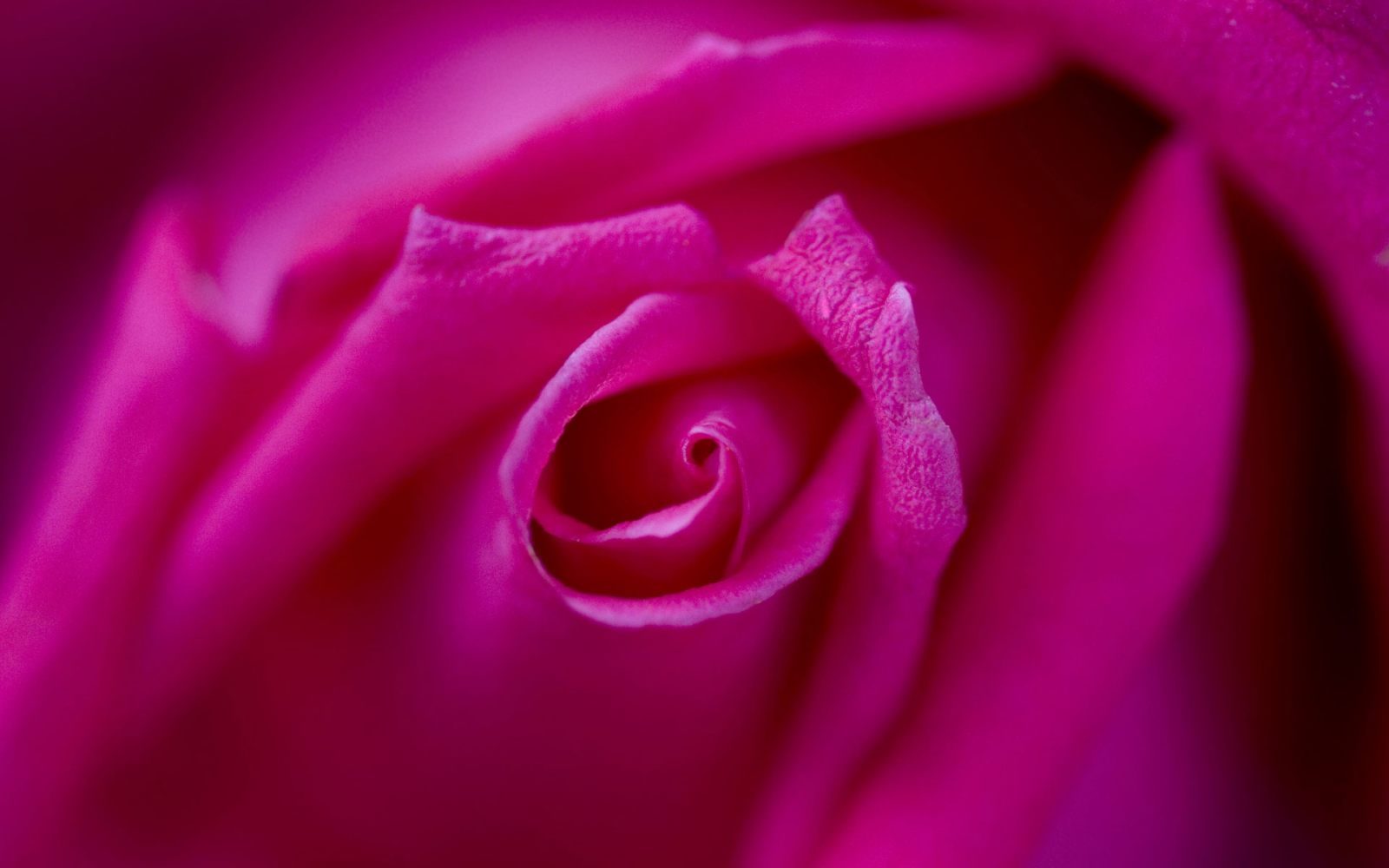 Fondo de una rosa rosada