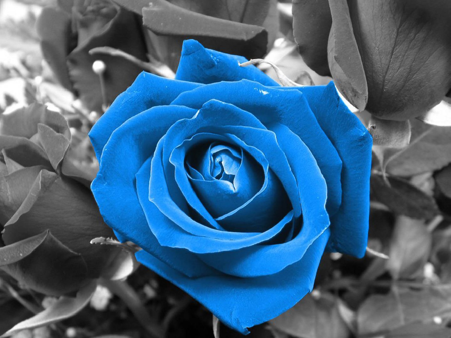 Foto artística con rosa azul