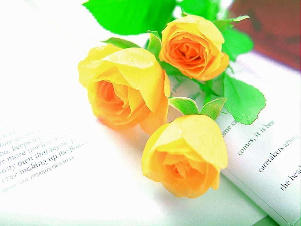 Foto artística con rosas amarillas