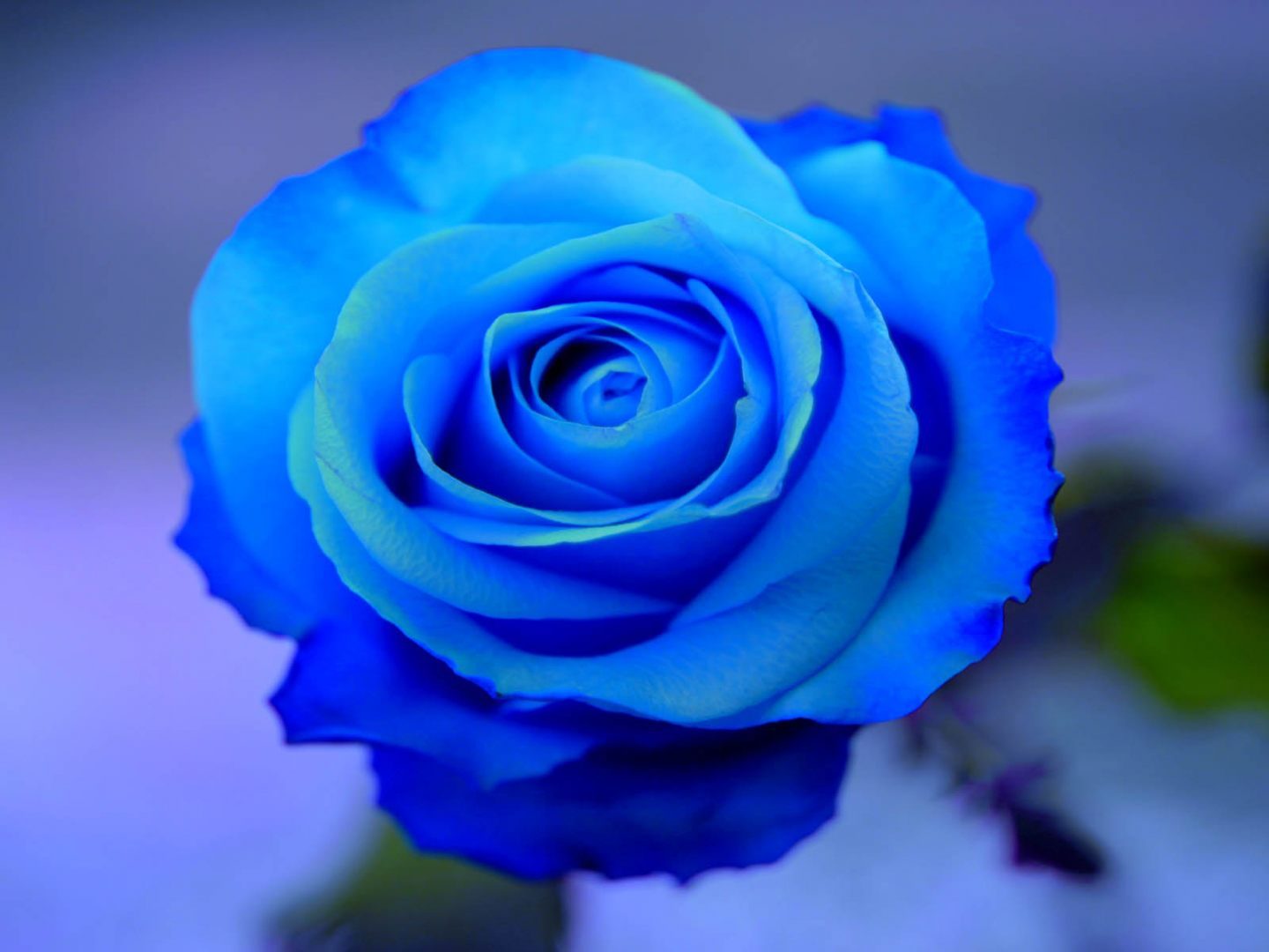 Foto de una rosa azul