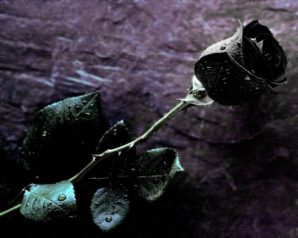 Foto de una rosa negra 