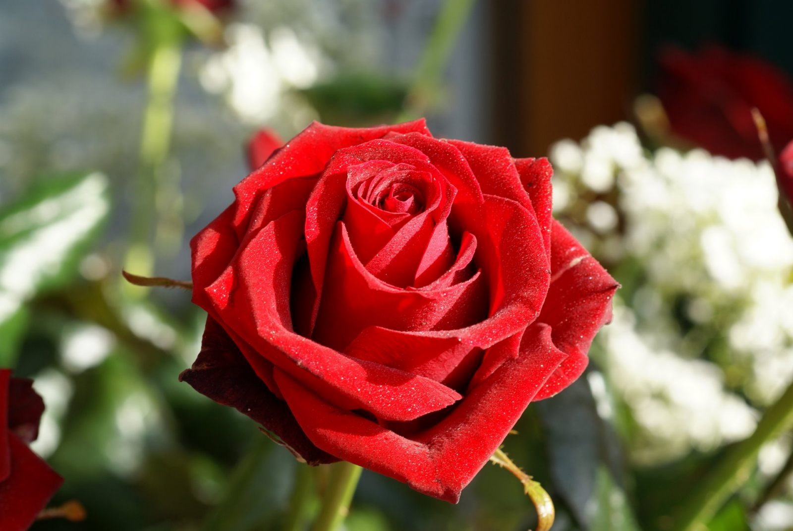 Foto de una rosa roja