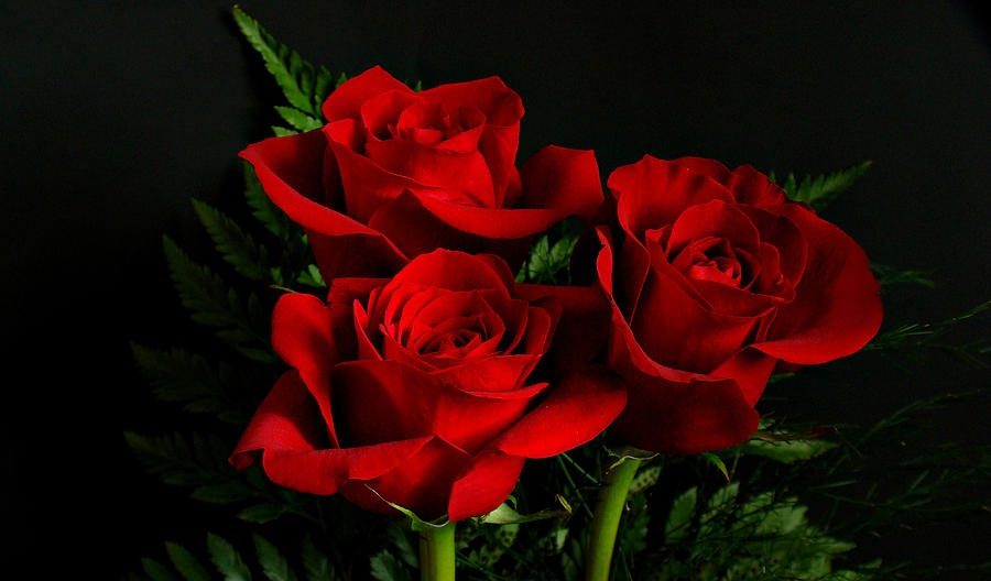Fotos de rosas rojas HD