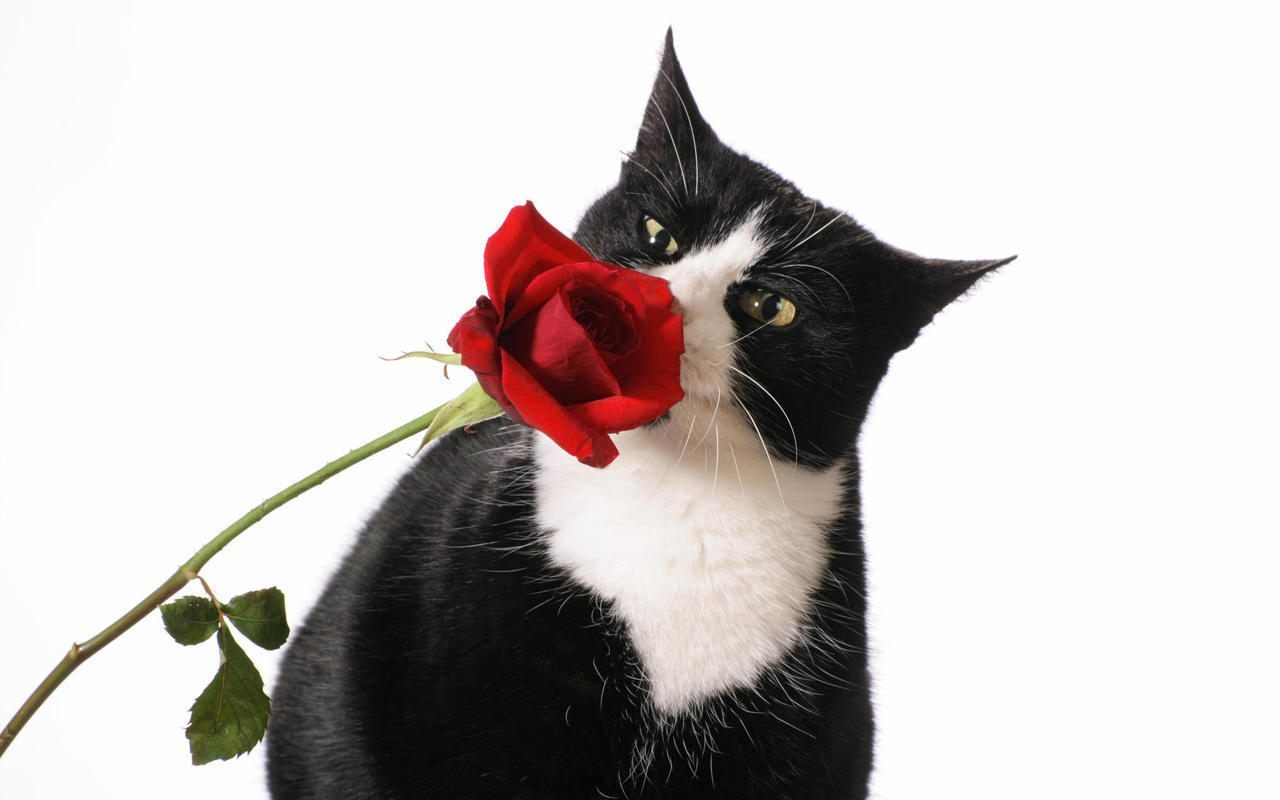 Gato oliendo una rosa