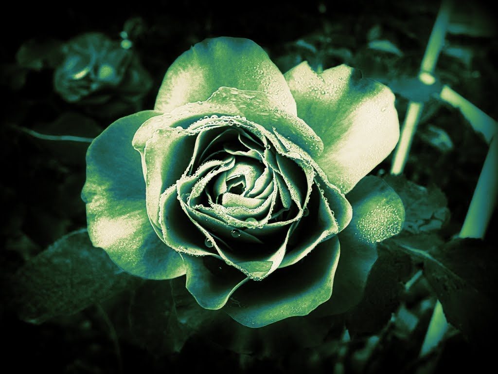 Imagen de una rosa en blanco y negro