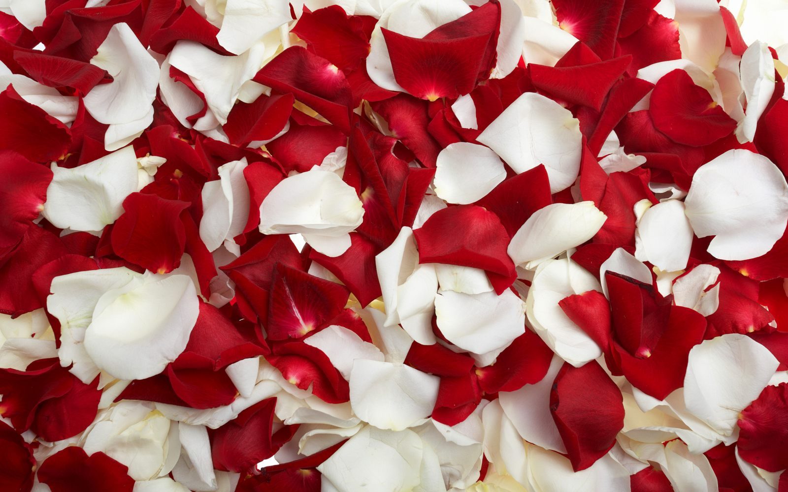 Pétalos de rosas blancas y rojas
