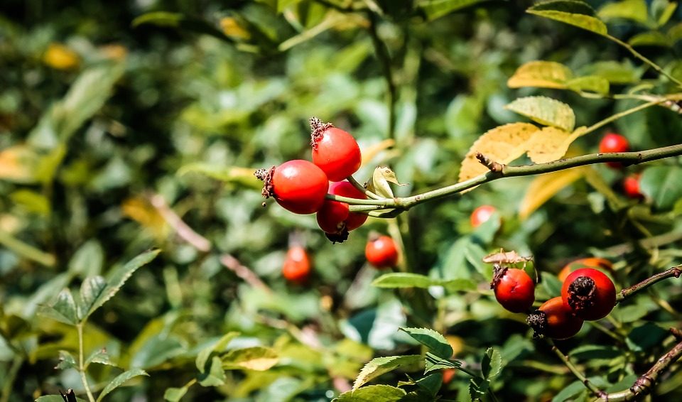 Propiedades del aceite de rosa mosqueta