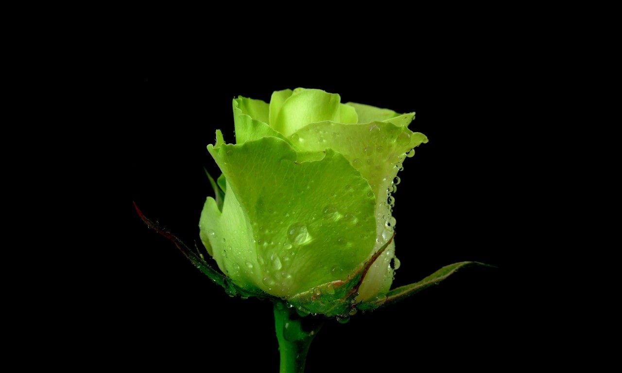 Rosa artística verde 