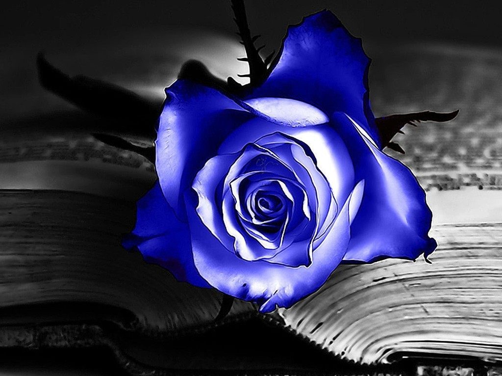 Rosa azul en un libro