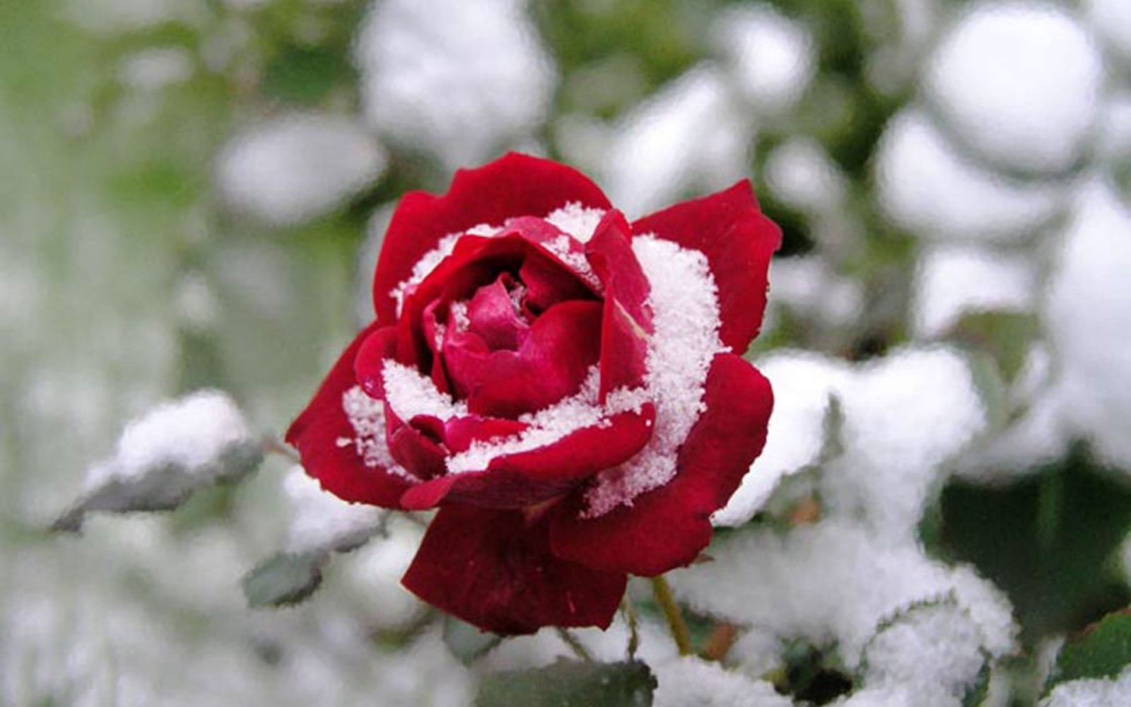 Rosa bajo la nieve