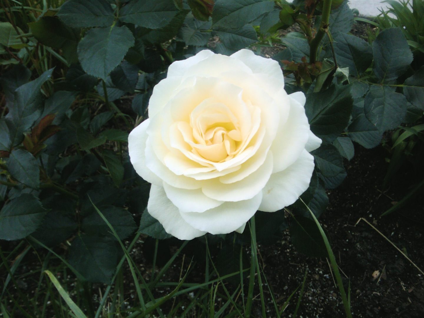 Rosa blanca