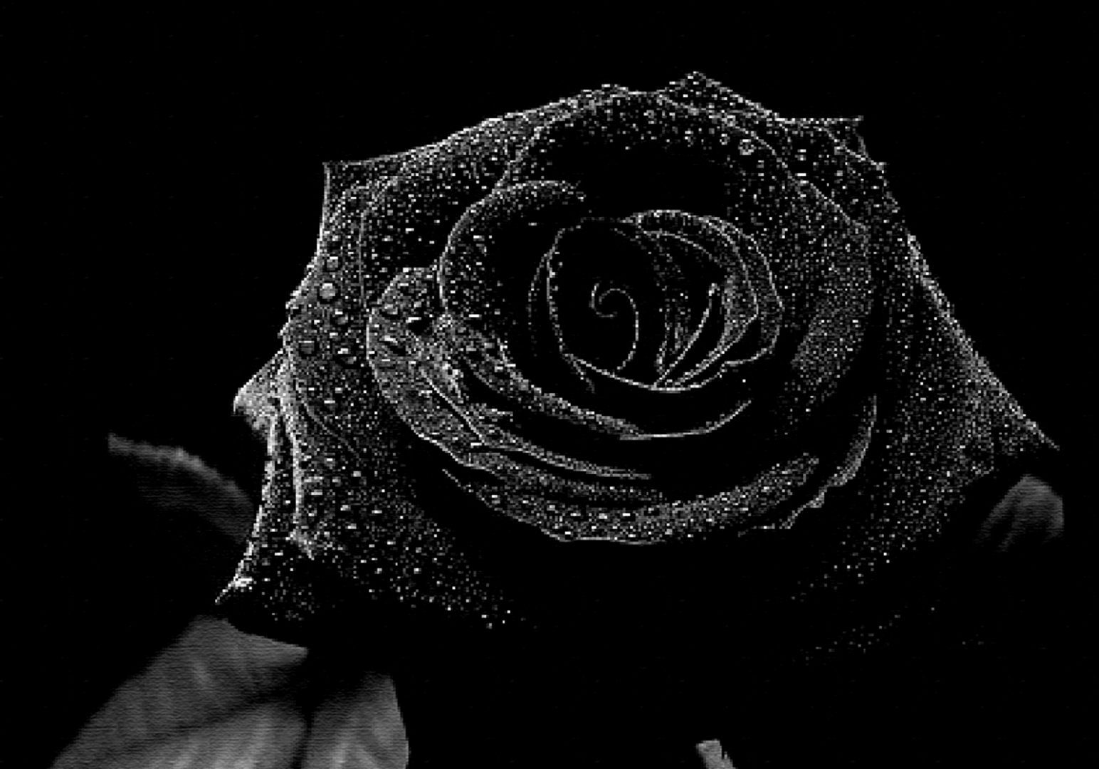Rosa negra artística