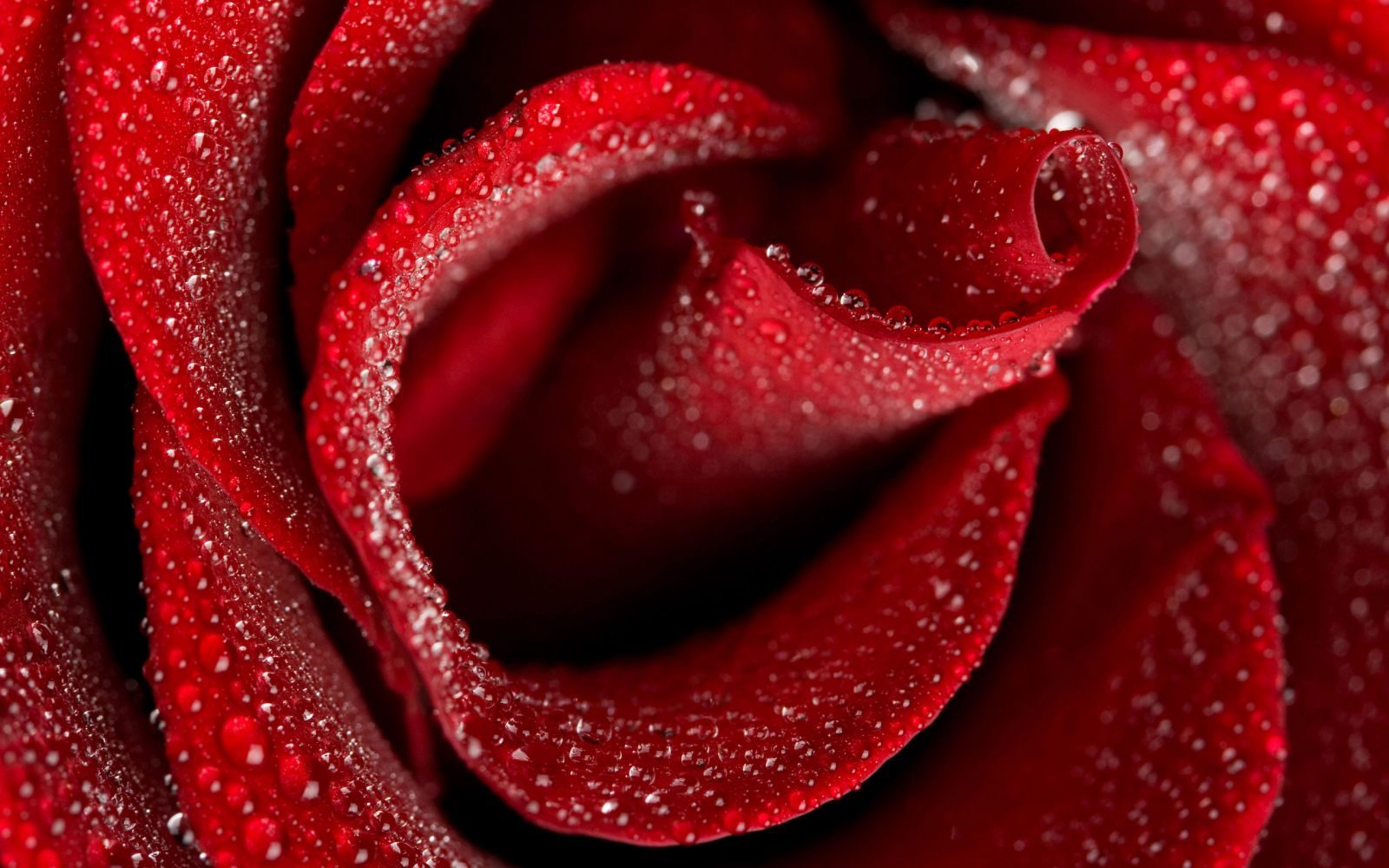 Rosa roja con rocío