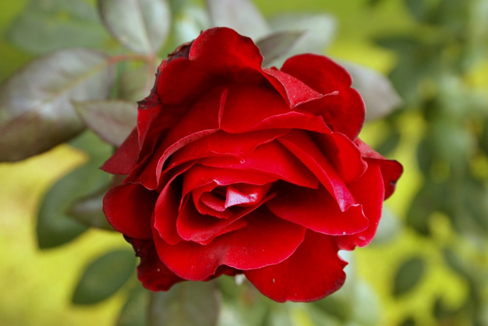 Rosa roja silvestre