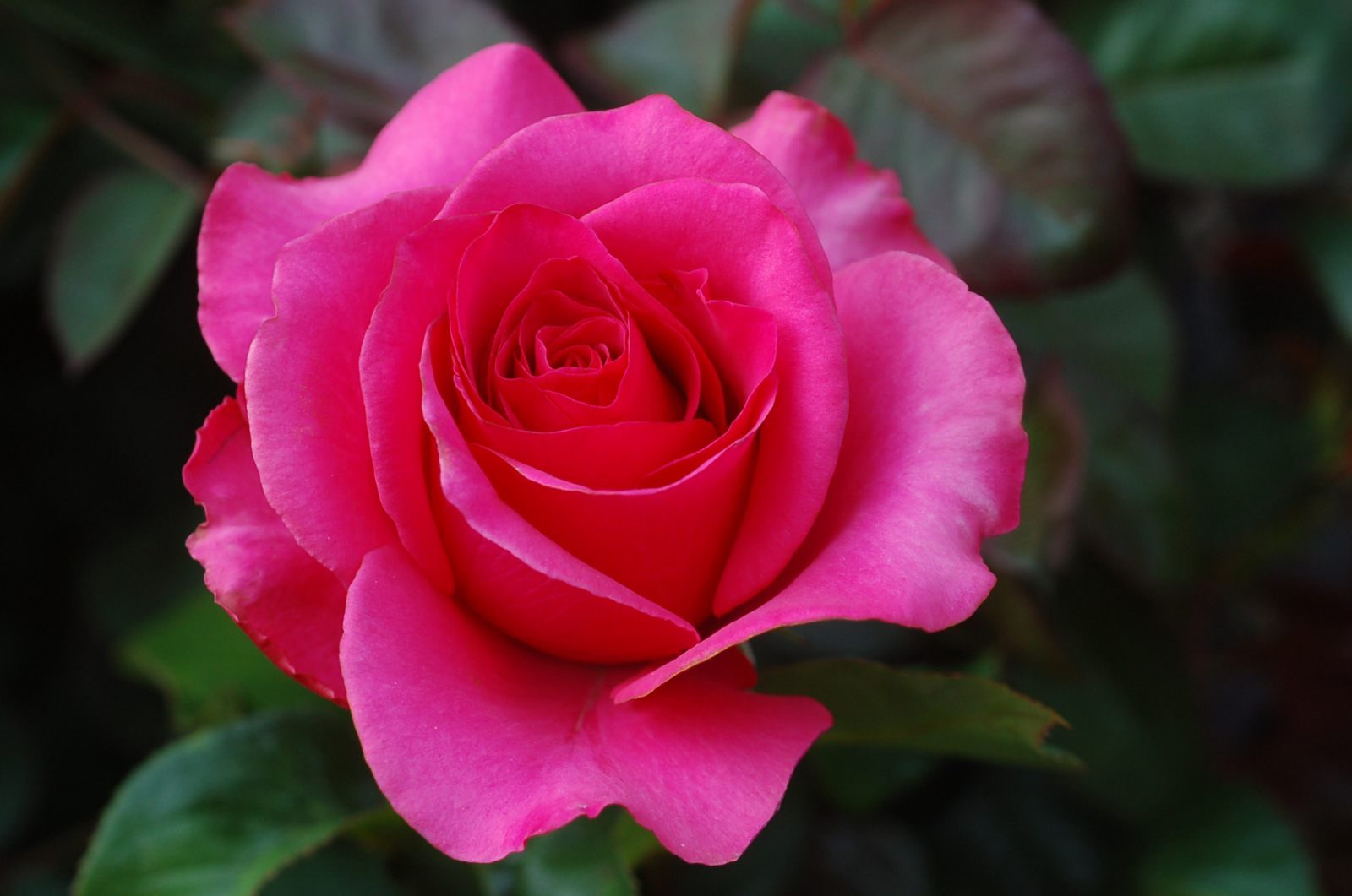 Rosa rosada HD