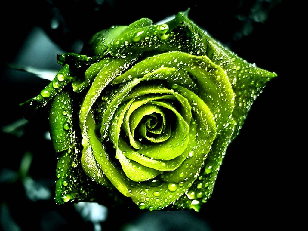 Rosa verde HD